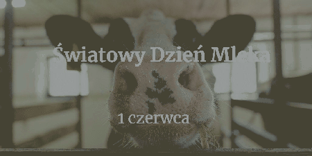 Baner z krową 1 czerwca światowy dzień mleka